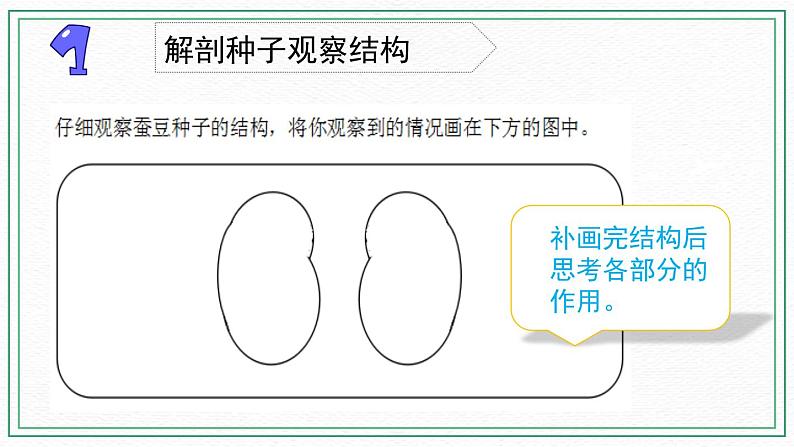 12.用种子繁殖 素材+课件05