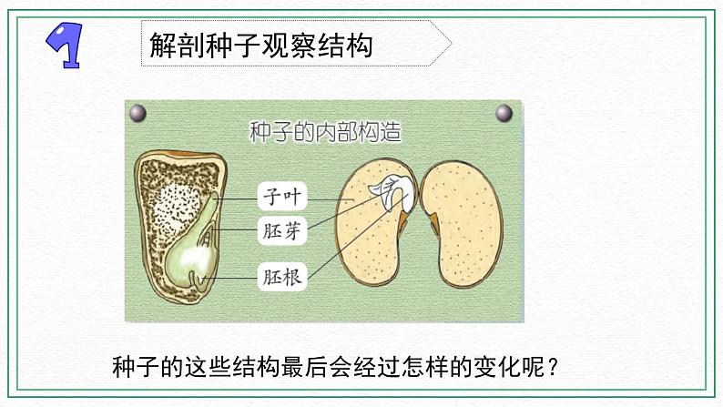 12.用种子繁殖 素材+课件06