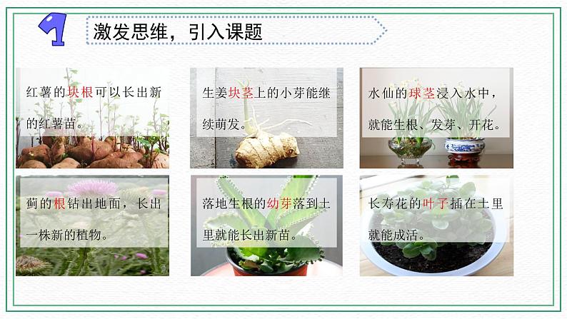 13.用根茎叶繁殖 素材+课件02