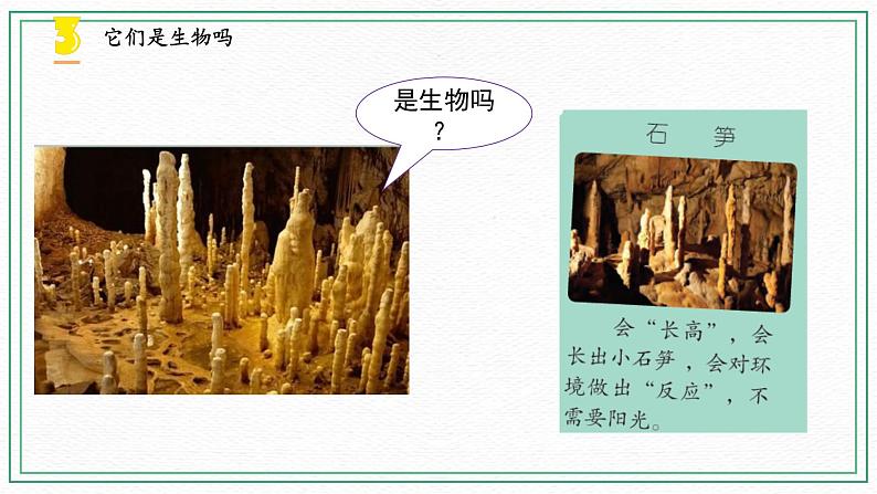 15.生物与非生物 课件+课件练习+素材07