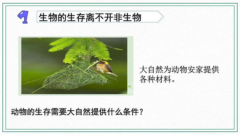 16.动物的庇护所 课件+记录单+素材03