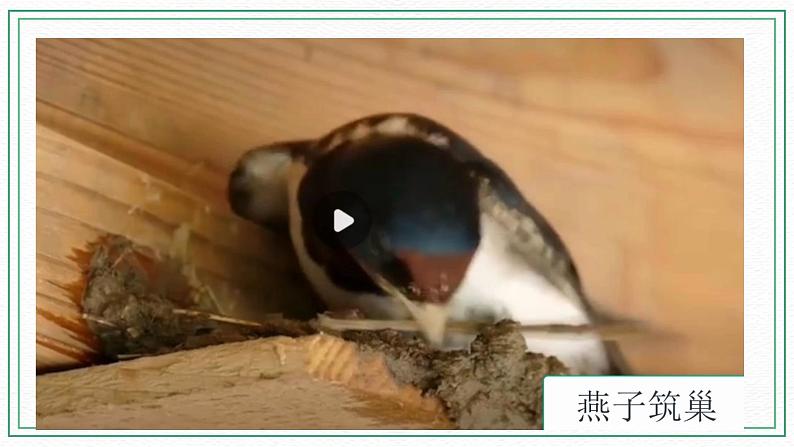 16.动物的庇护所 课件+记录单+素材05