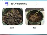 1 種子發(fā)芽了 （課件+教案+圖片素材+視頻）