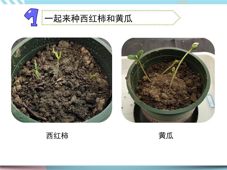 1 种子发芽了 （课件+教案+图片素材+视频）02