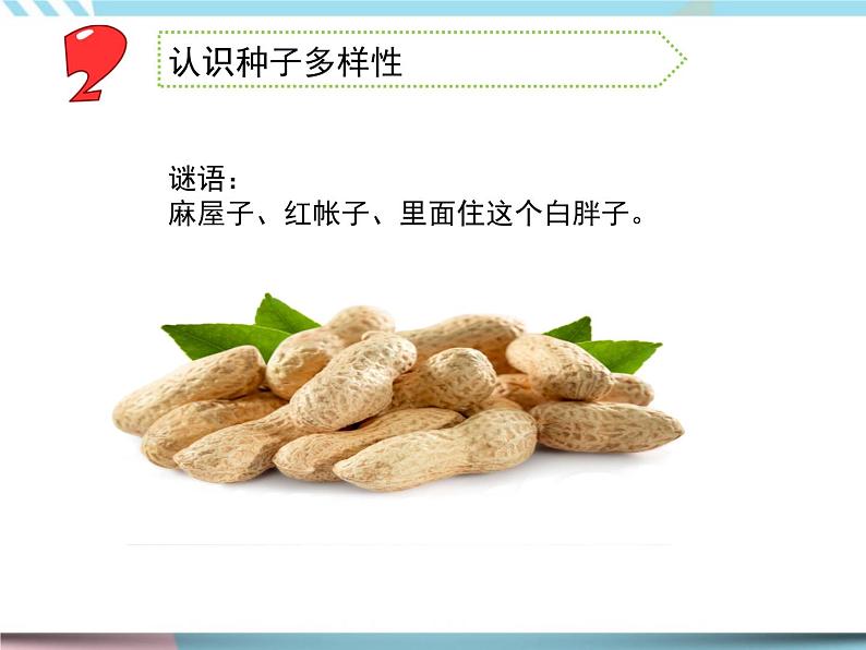 1 种子发芽了 （课件+教案+图片素材+视频）03