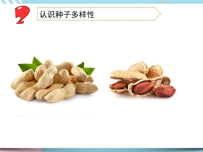 1 种子发芽了 （课件+教案+图片素材+视频）04