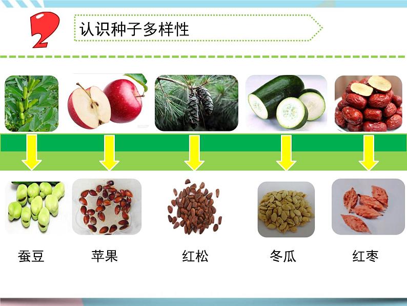 1 种子发芽了 （课件+教案+图片素材+视频）05
