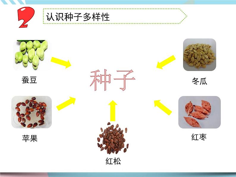 1 种子发芽了 （课件+教案+图片素材+视频）06