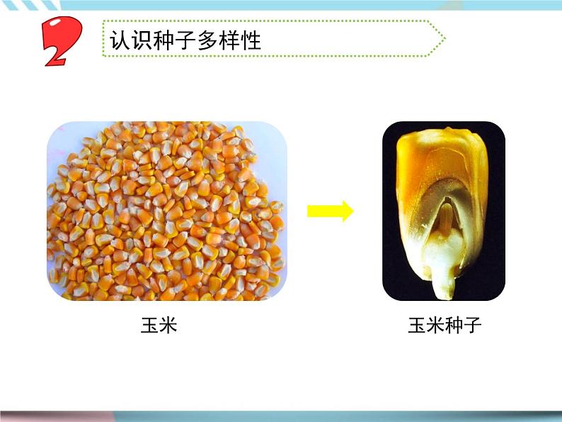 1 种子发芽了 （课件+教案+图片素材+视频）07