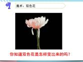 2 幼苗长大了第二课时（课件+教案+视频）