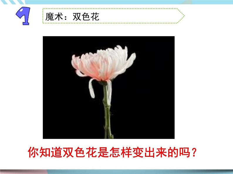 2 幼苗长大了第二课时（课件+教案+视频）02