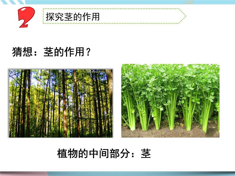 2 幼苗长大了第二课时（课件+教案+视频）03