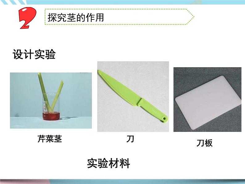 2 幼苗长大了第二课时（课件+教案+视频）04