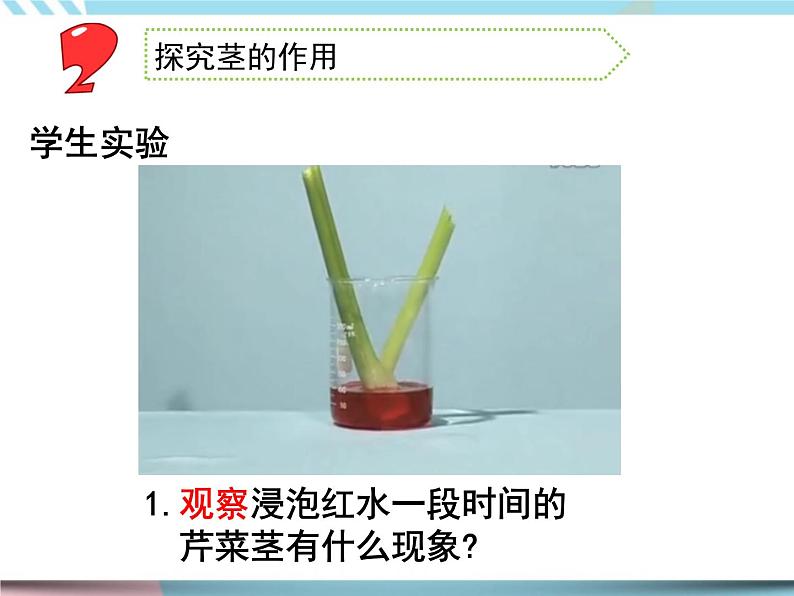 2 幼苗长大了第二课时（课件+教案+视频）05