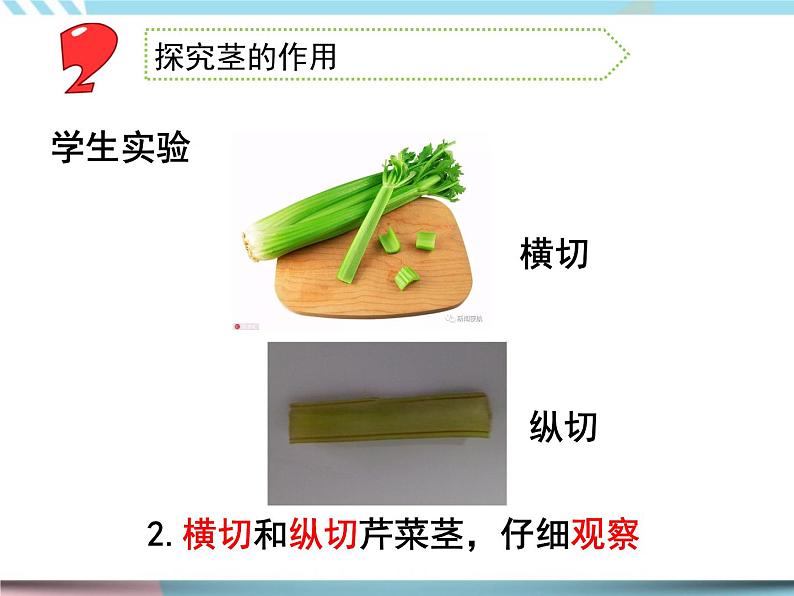 2 幼苗长大了第二课时（课件+教案+视频）06