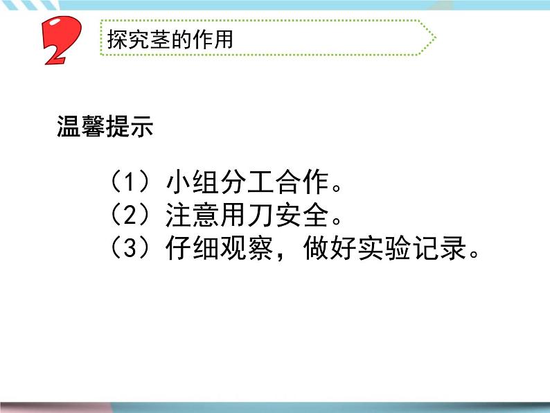 2 幼苗长大了第二课时（课件+教案+视频）07