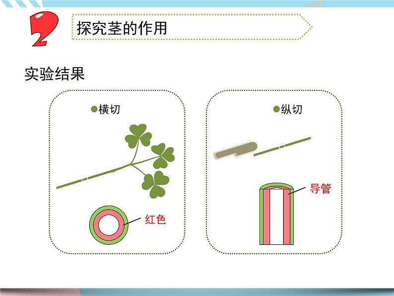 2 幼苗长大了第二课时（课件+教案+视频）08
