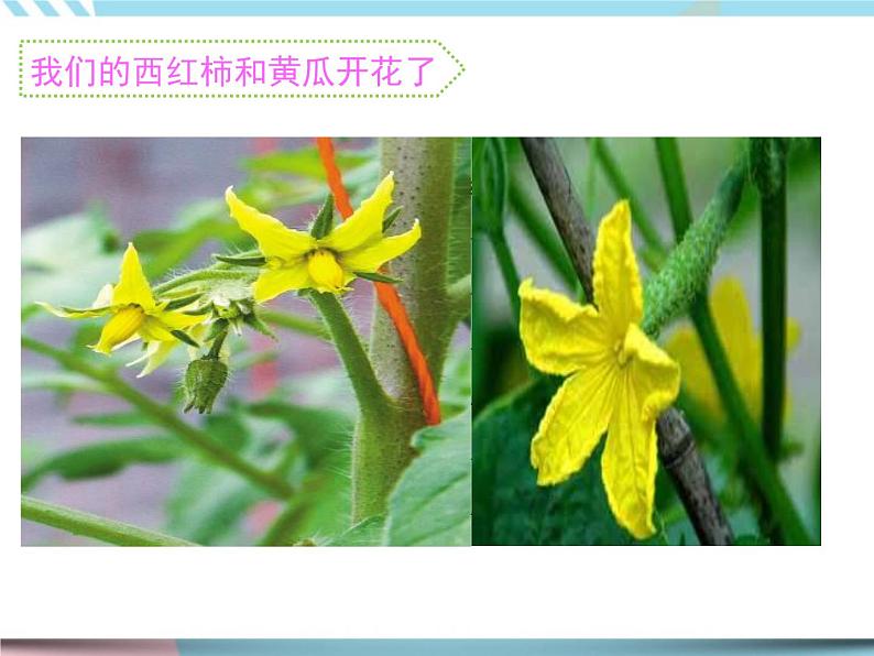 3 植物开花了（课件+教案+记录单+视频）02