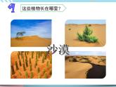 6.沙漠中的植物（课件+教案+记录单+视频）