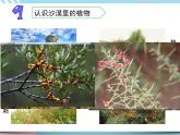 6.沙漠中的植物（课件+教案+记录单+视频）