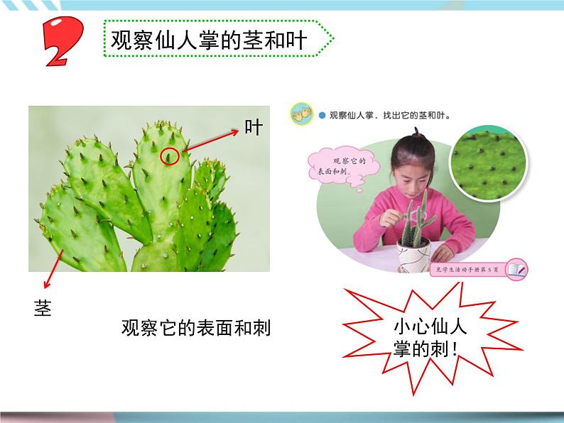 6.沙漠中的植物（课件+教案+记录单+视频）06