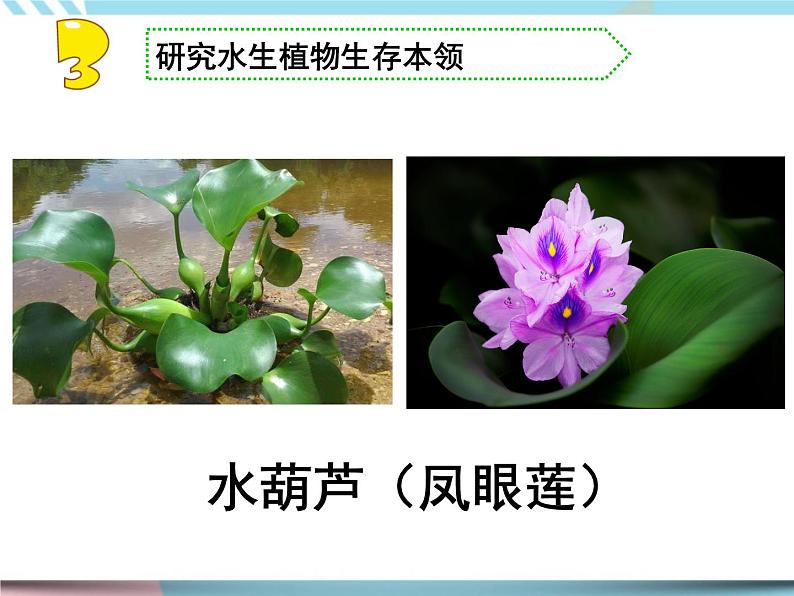 2020新苏教版三年级下册《科学》7.水里的植物ppt课件（附教案+视频+实验记录单）第5页