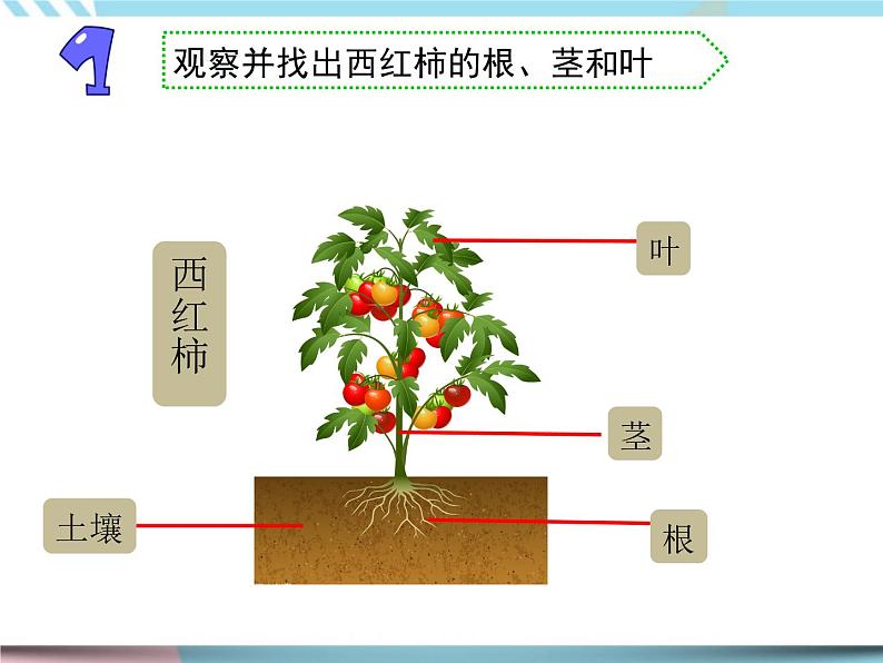 8 石头上的植物 （课件+教案）02