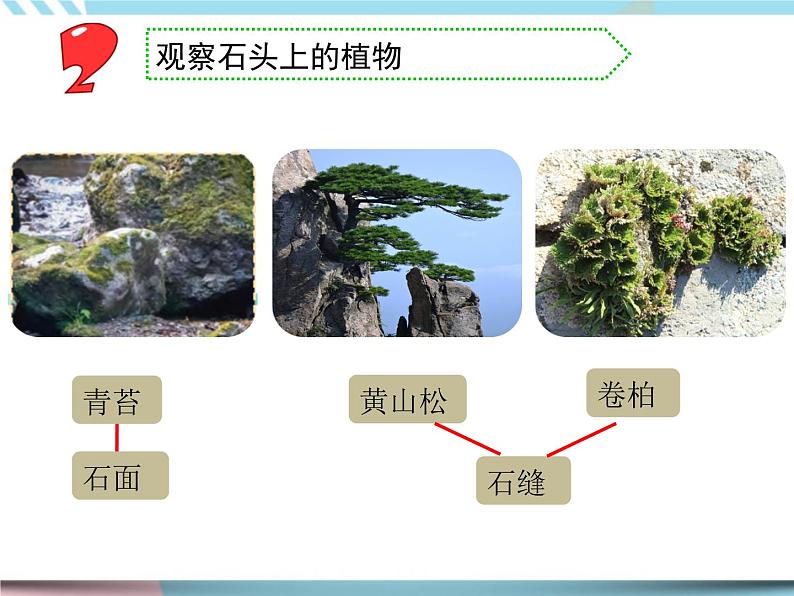 8 石头上的植物 （课件+教案）03