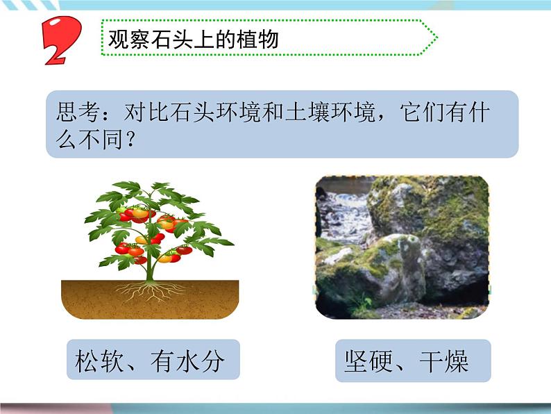 8 石头上的植物 （课件+教案）04