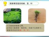 8 石头上的植物 （课件+教案）