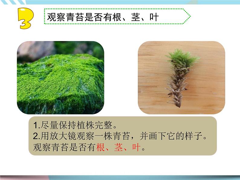 8 石头上的植物 （课件+教案）05