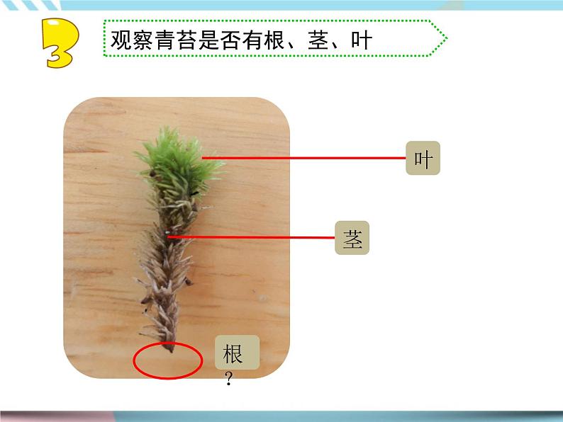 8 石头上的植物 （课件+教案）06