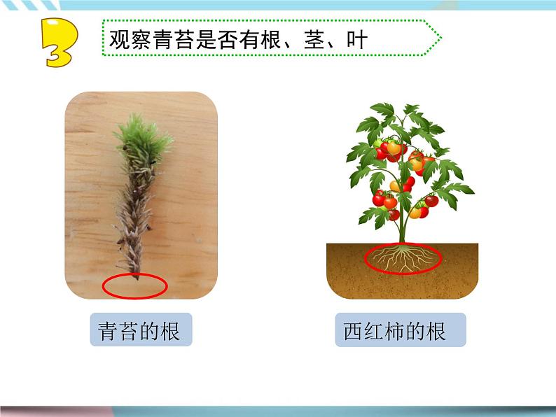 8 石头上的植物 （课件+教案）07