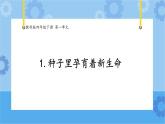 1.1《种子里孕育着新生命》（课件+素材 ）-教科版（2017秋）  四年级下册科学