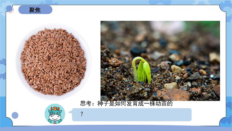 1.2《种植凤仙花》（课件+素材 ）-教科版（2017秋）  四年级下册科学02