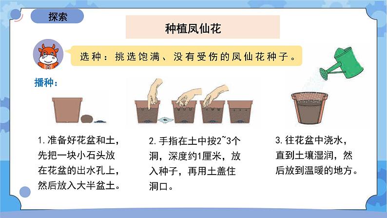 1.2《种植凤仙花》（课件+素材 ）-教科版（2017秋）  四年级下册科学04