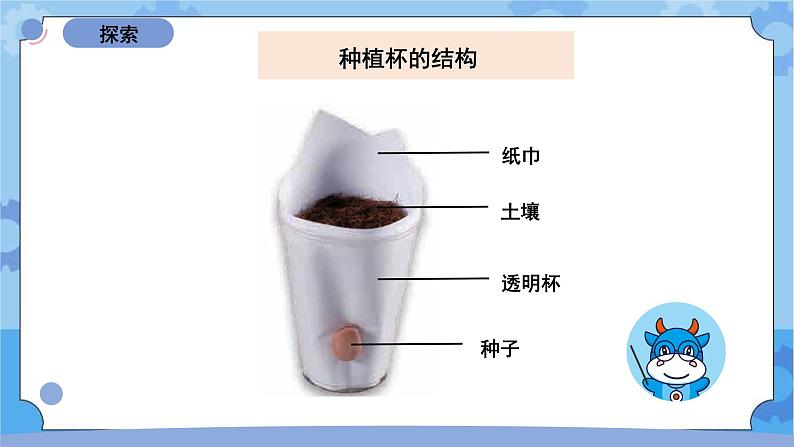 1.2《种植凤仙花》（课件+素材 ）-教科版（2017秋）  四年级下册科学05