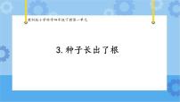 小学科学教科版 (2017)四年级下册3.种子长出了根优质课课件ppt