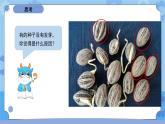 1.3种子长出了根（课件+素材 ）-教科版（2017秋）  四年级下册科学