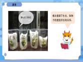 1.3种子长出了根（课件+素材 ）-教科版（2017秋）  四年级下册科学