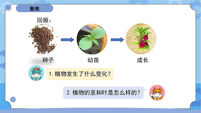 1.4茎和叶（课件+素材 ）-教科版（2017秋）  四年级下册科学02