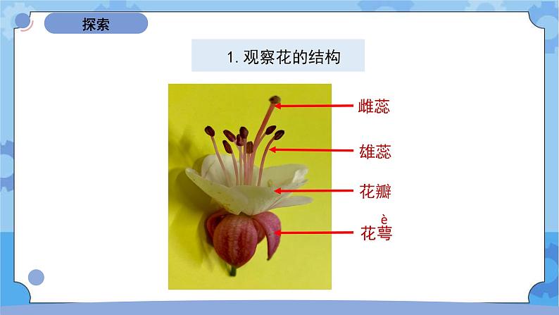 四下《凤仙花开花了》第5页