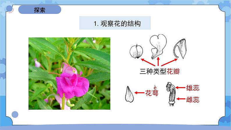 四下《凤仙花开花了》第6页