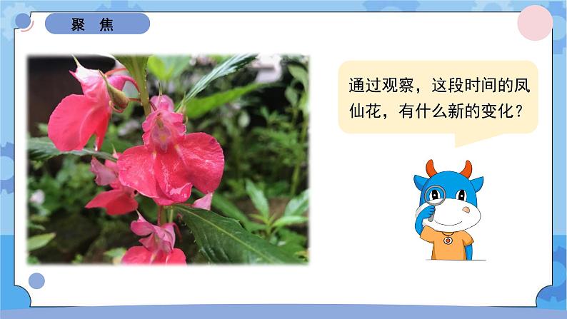 1.6果实和种子（课件）-教科版（2017秋）  四年级下册科学02