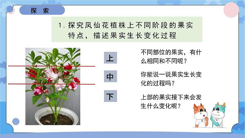 1.6果实和种子（课件）-教科版（2017秋）  四年级下册科学03