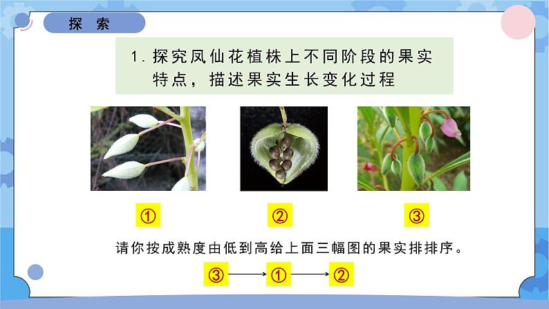 1.6果实和种子（课件）-教科版（2017秋）  四年级下册科学04