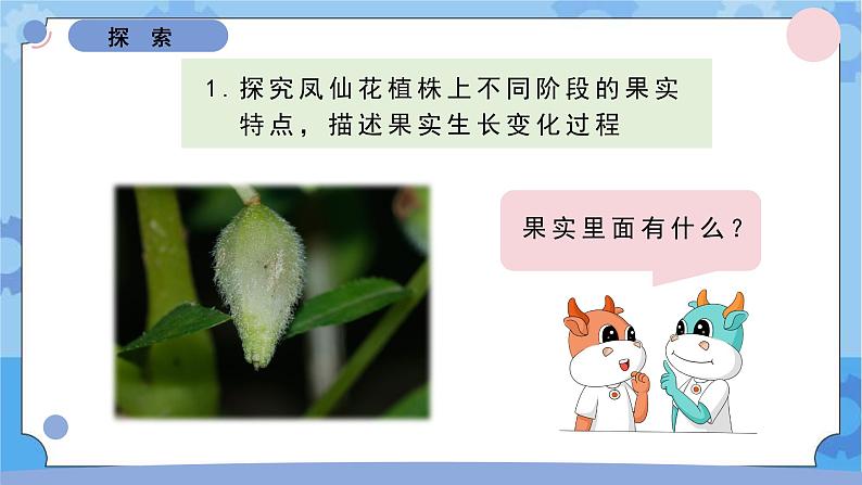 1.6果实和种子（课件）-教科版（2017秋）  四年级下册科学05