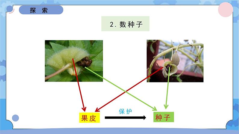 1.6果实和种子（课件）-教科版（2017秋）  四年级下册科学06