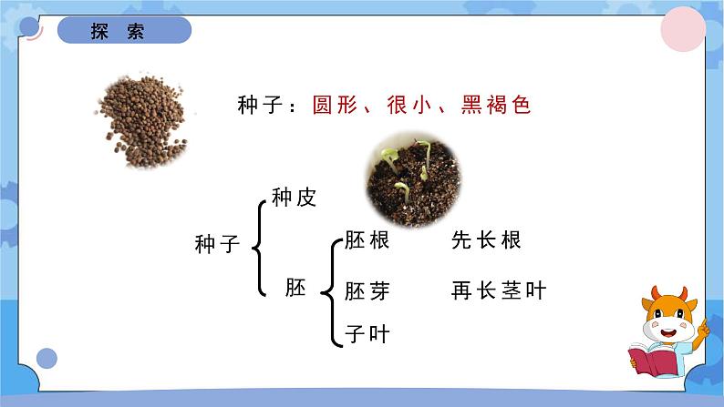 1.8凤仙花的一生课件 -教科版（2017秋）  四年级下册科学05