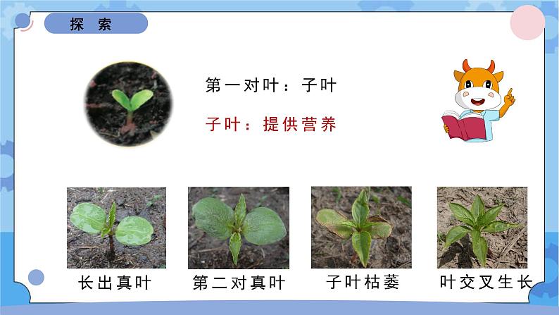 1.8凤仙花的一生课件 -教科版（2017秋）  四年级下册科学06